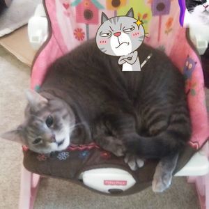 Meet your Posher, Connie